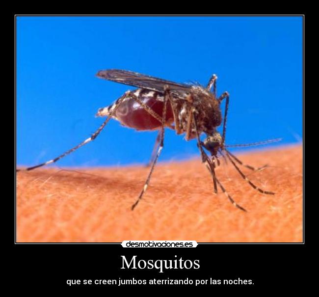 Mosquitos - que se creen jumbos aterrizando por las noches.