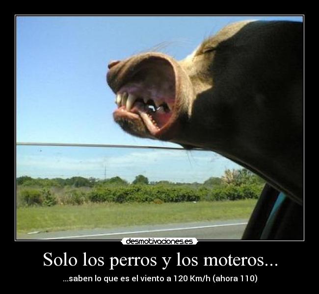 Solo los perros y los moteros... - ...saben lo que es el viento a 120 Km/h (ahora 110)