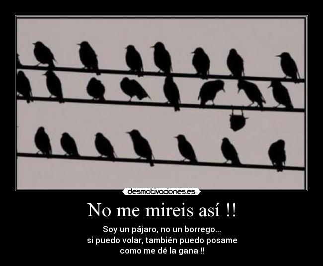No me mireis así !! - Soy un pájaro, no un borrego...
si puedo volar, también puedo posame
como me dé la gana !!