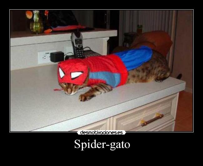 Spider-gato -