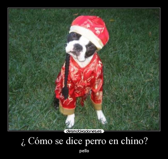 ¿ Cómo se dice perro en chino? - pello