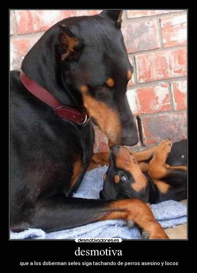 desmotiva - que a los doberman seles siga tachando de perros asesino y locos