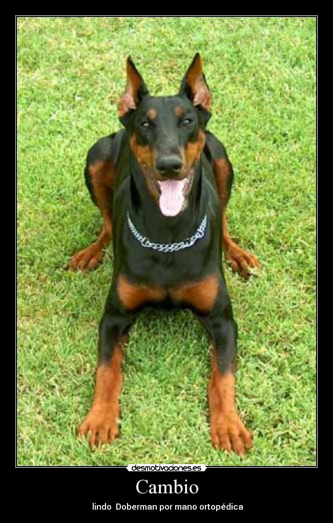 Cambio - lindo Doberman por mano ortopédica