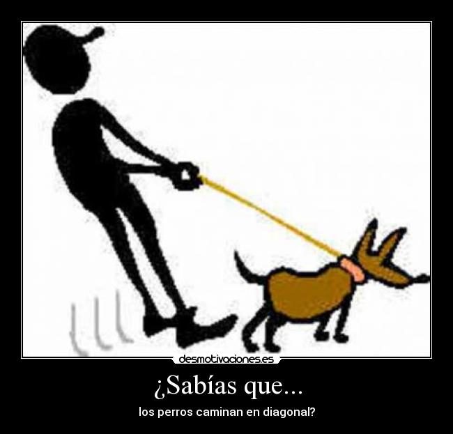 ¿Sabías que... - los perros caminan en diagonal?