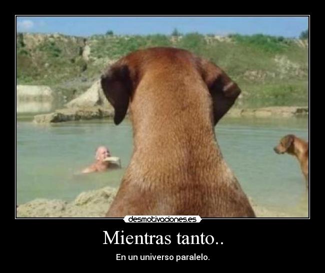 carteles perros desmotivaciones