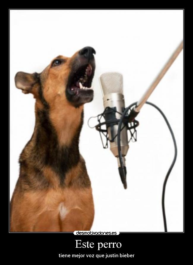 Este perro - tiene mejor voz que justin bieber