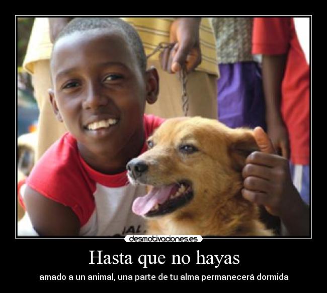 Hasta que no hayas - amado a un animal, una parte de tu alma permanecerá dormida