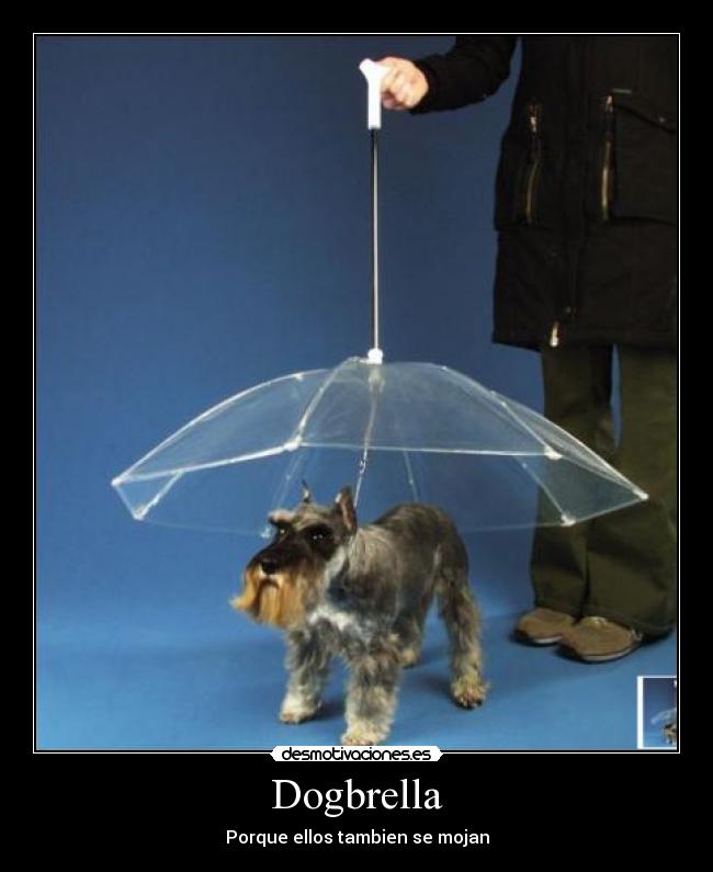 carteles dogbrella desmotivaciones