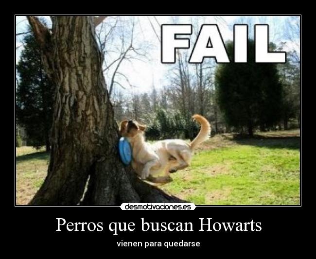 Perros que buscan Howarts - 