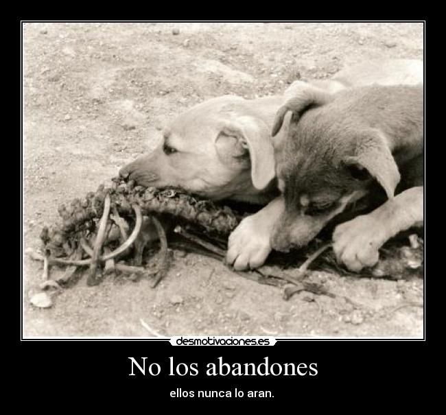 No los abandones - 