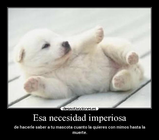 carteles mascota animalito amor desmotivaciones