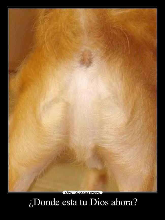 ¿Donde esta tu Dios ahora? -