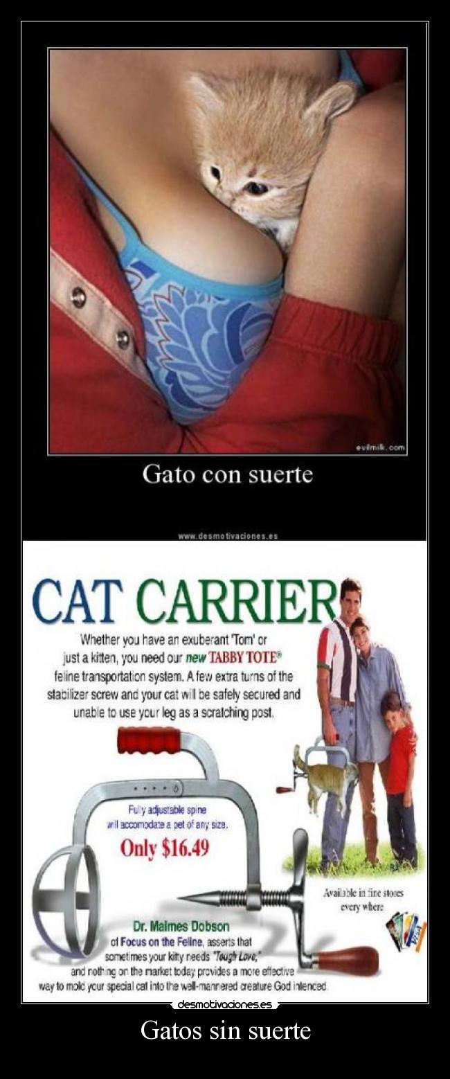 Gatos sin suerte -