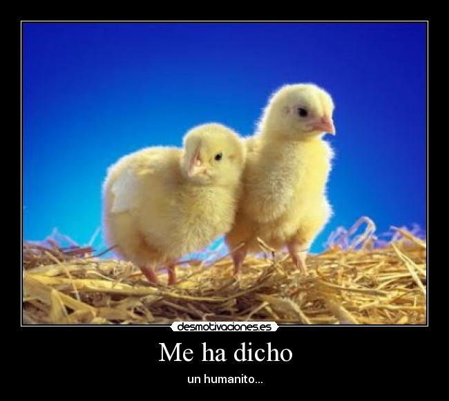 carteles pollos desmotivaciones