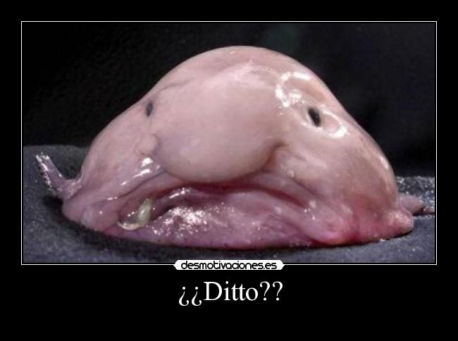 ¿¿Ditto?? -
