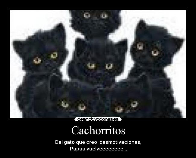 Cachorritos - Del gato que creo desmotivaciones,
Papaa vuelveeeeeeee...