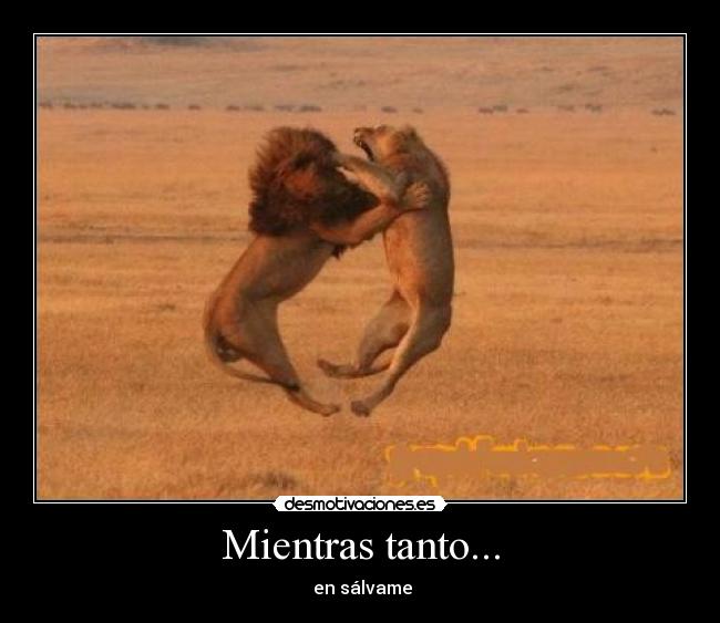 carteles mientras tanto salvame leones peleando luchando leon leona desmotivaciones