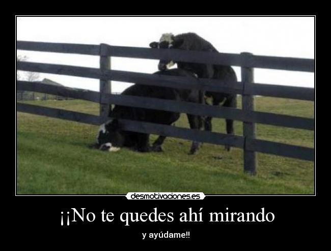 ¡¡No te quedes ahí mirando -