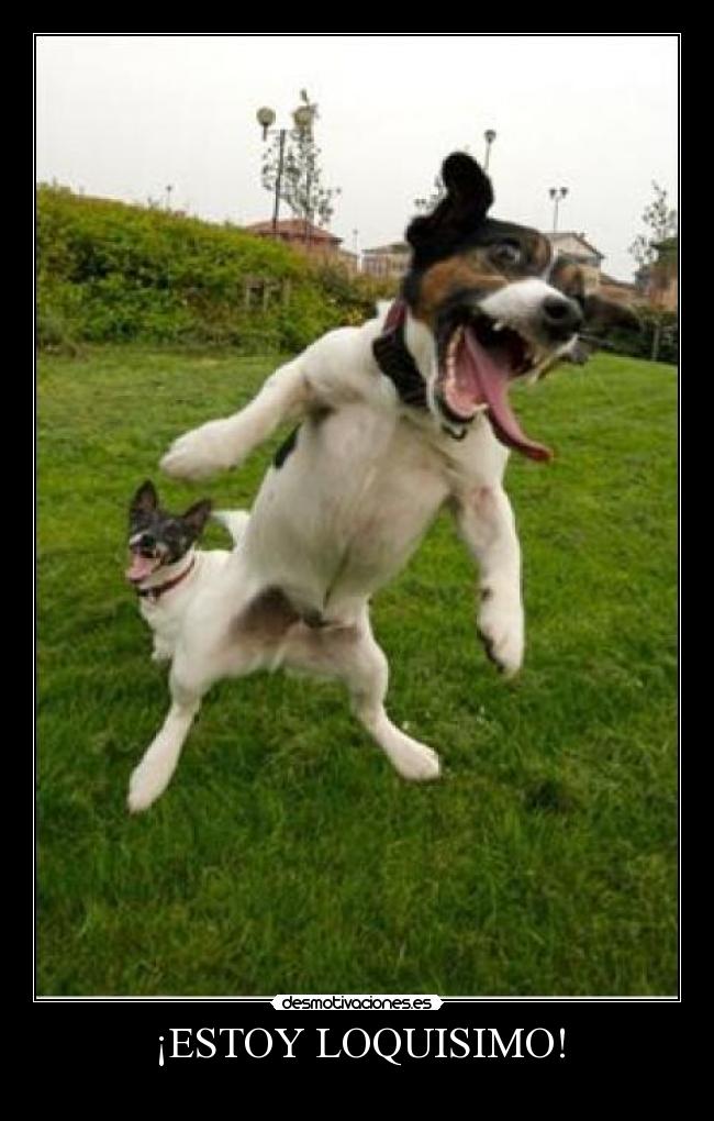 ¡ESTOY LOQUISIMO! - 