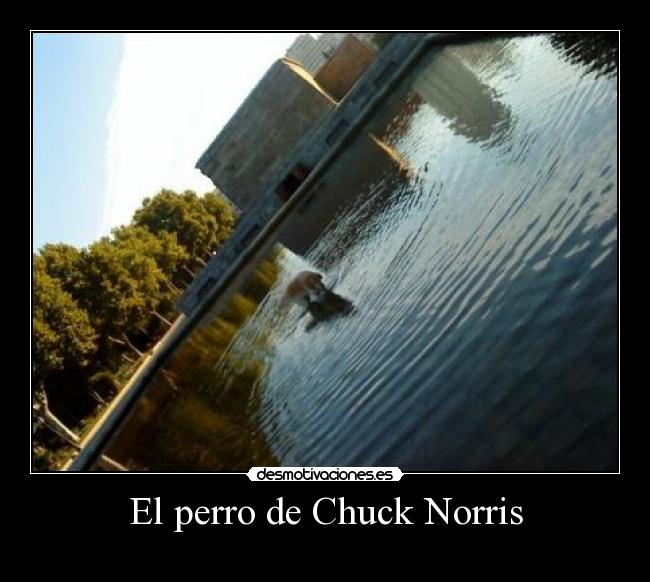 El perro de Chuck Norris - 