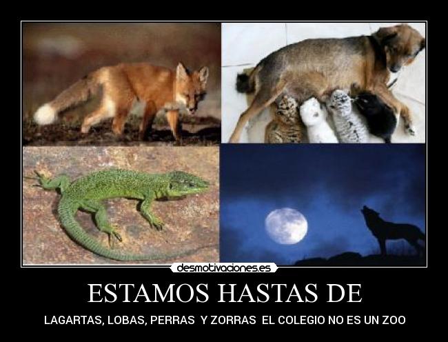 ESTAMOS HASTAS DE - LAGARTAS, LOBAS, PERRAS Y ZORRAS EL COLEGIO NO ES UN ZOO