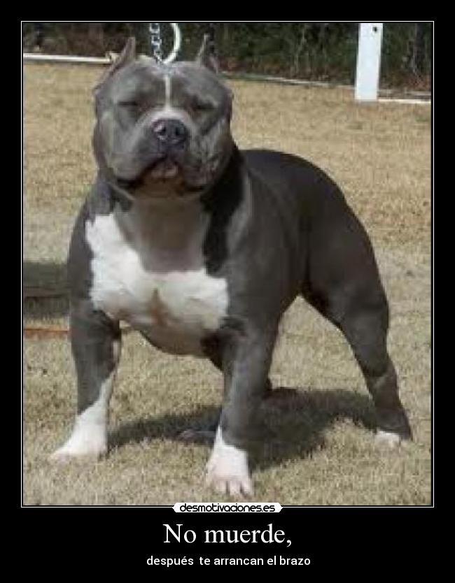 carteles perrito bueno desmotivaciones