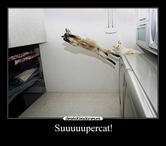 Suuuuupercat! -