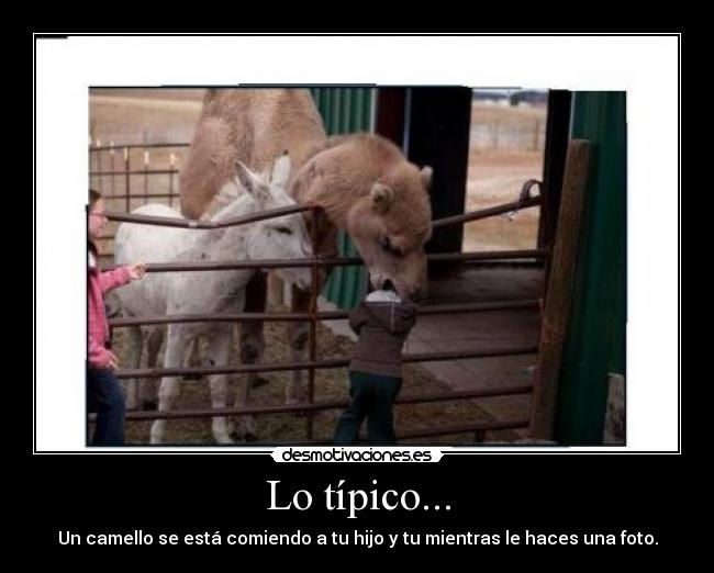 Lo típico... - Un camello se está comiendo a tu hijo y tu mientras le haces una foto.