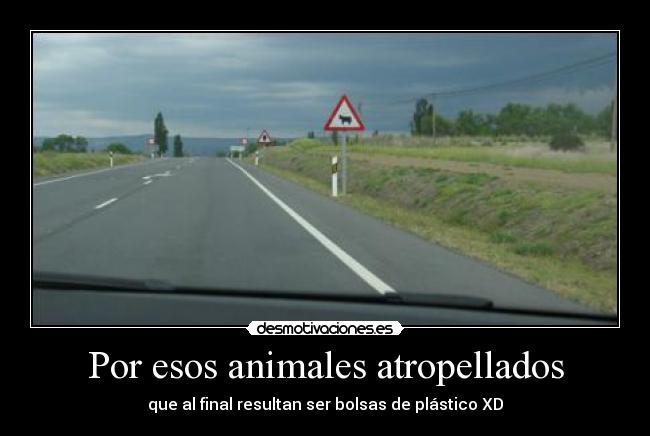 Por esos animales atropellados - que al final resultan ser bolsas de plástico XD