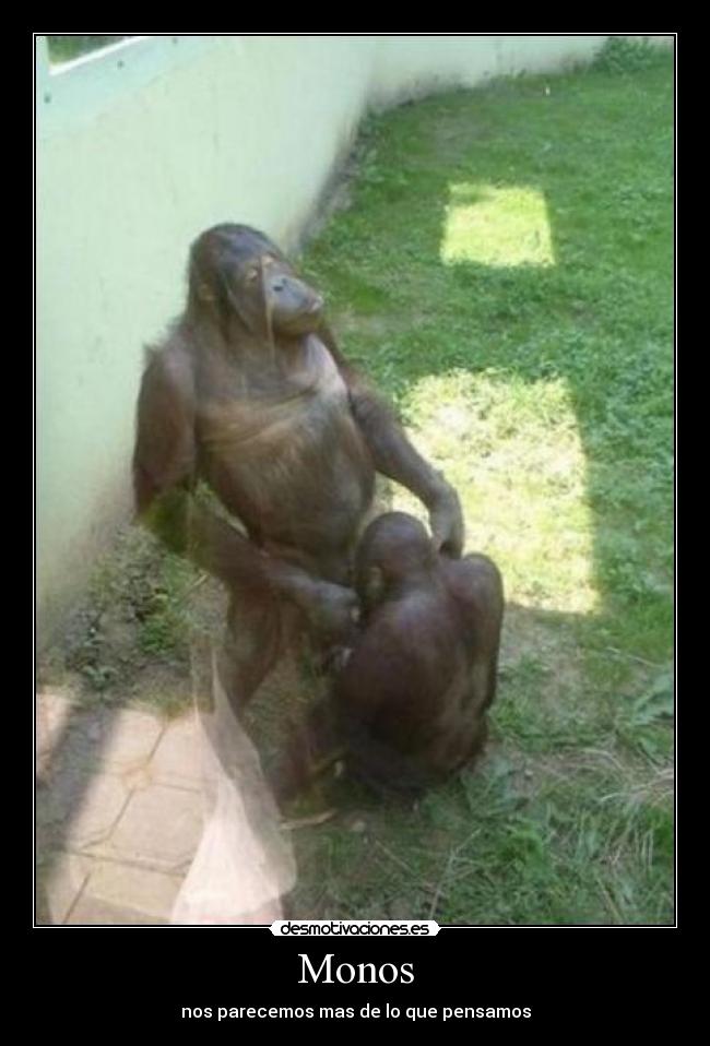 Monos - nos parecemos mas de lo que pensamos