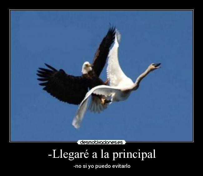 -Llegaré a la principal - -no si yo puedo evitarlo