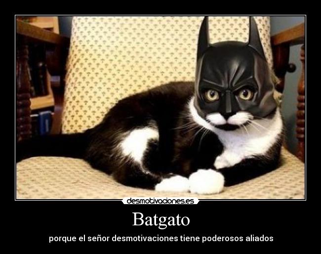 Batgato - porque el señor desmotivaciones tiene poderosos aliados