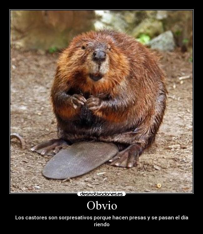 Obvio -
