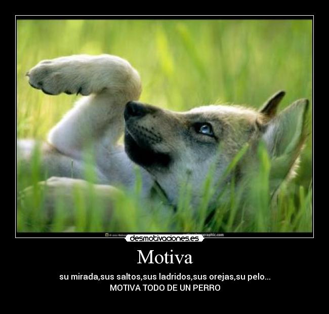 Motiva - su mirada,sus saltos,sus ladridos,sus orejas,su pelo...
MOTIVA TODO DE UN PERRO
