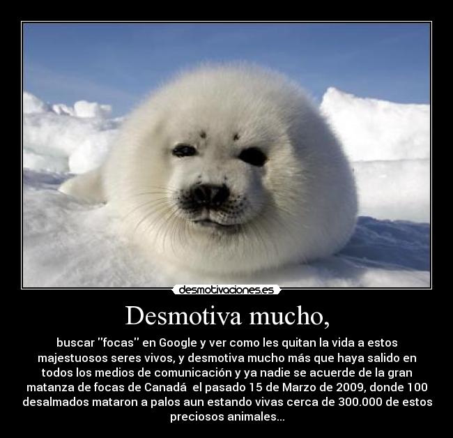 Desmotiva mucho, - buscar focas en Google y ver como les quitan la vida a estos
majestuosos seres vivos, y desmotiva mucho más que haya salido en
todos los medios de comunicación y ya nadie se acuerde de la gran
matanza de focas de Canadá el pasado 15 de Marzo de 2009, donde 100
desalmados mataron a palos aun estando vivas cerca de 300.000 de estos
preciosos animales...