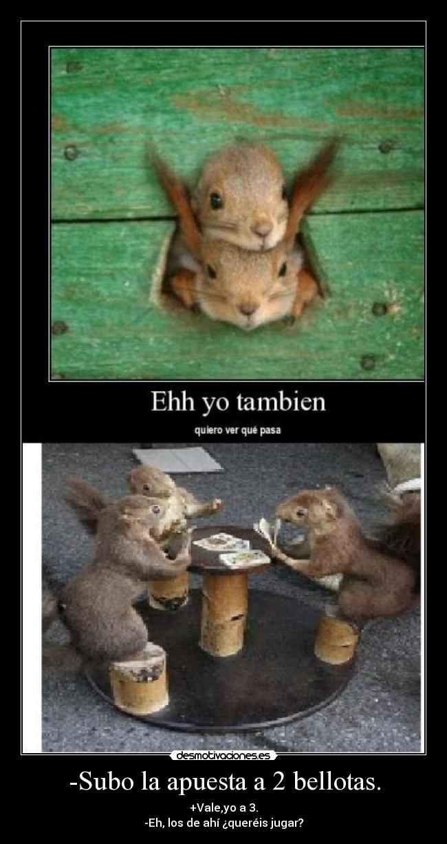 -Subo la apuesta a 2 bellotas. -