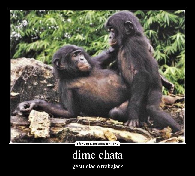 dime chata -
