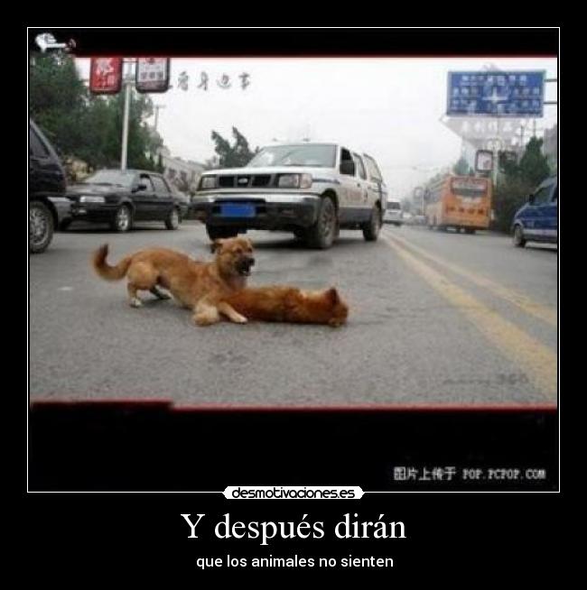 Y después dirán - que los animales no sienten