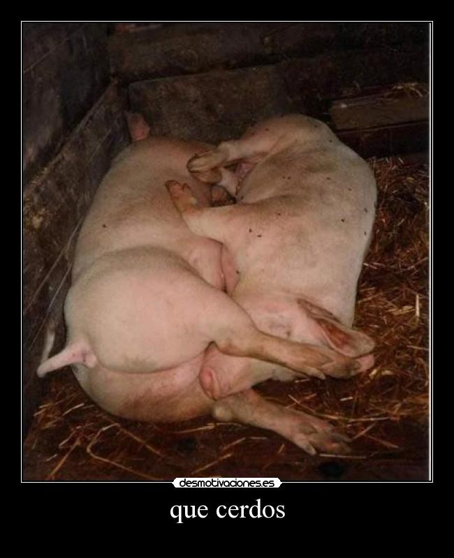 que cerdos - 