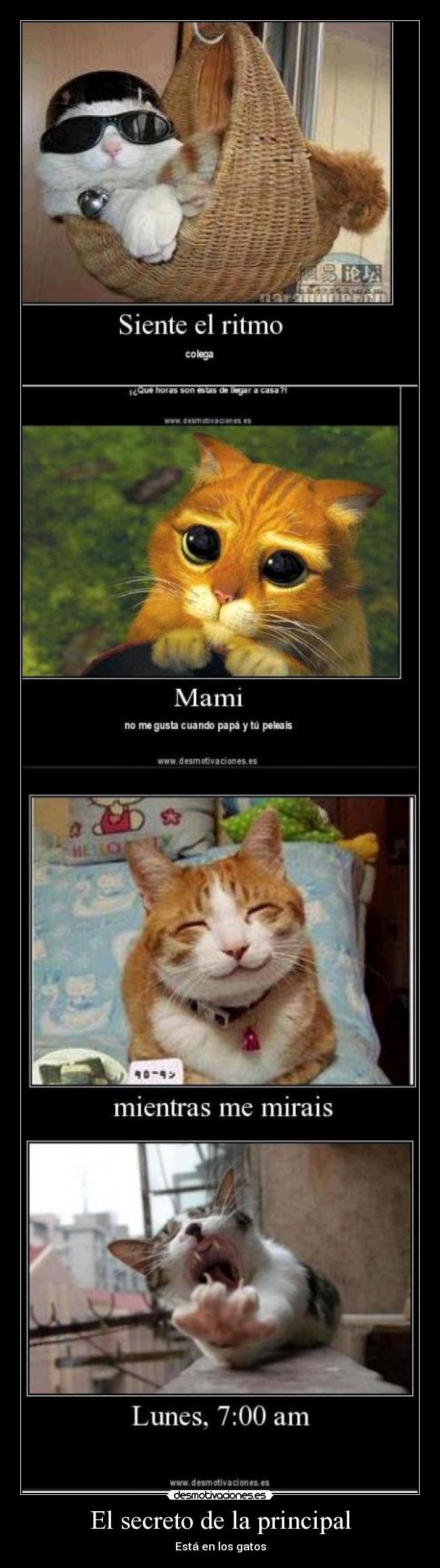 El secreto de la principal - Está en los gatos