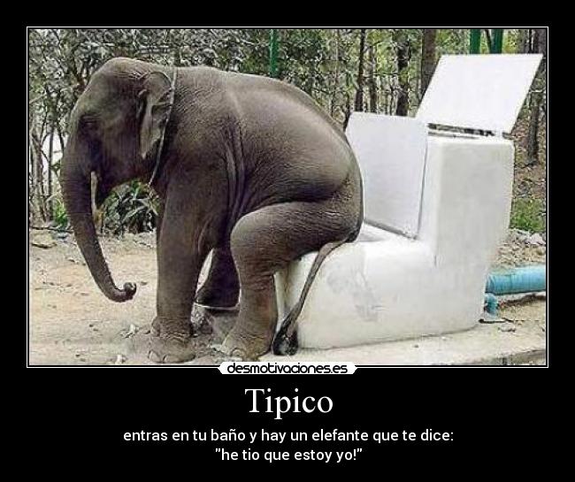 Tipico - entras en tu baño y hay un elefante que te dice:
he tio que estoy yo!