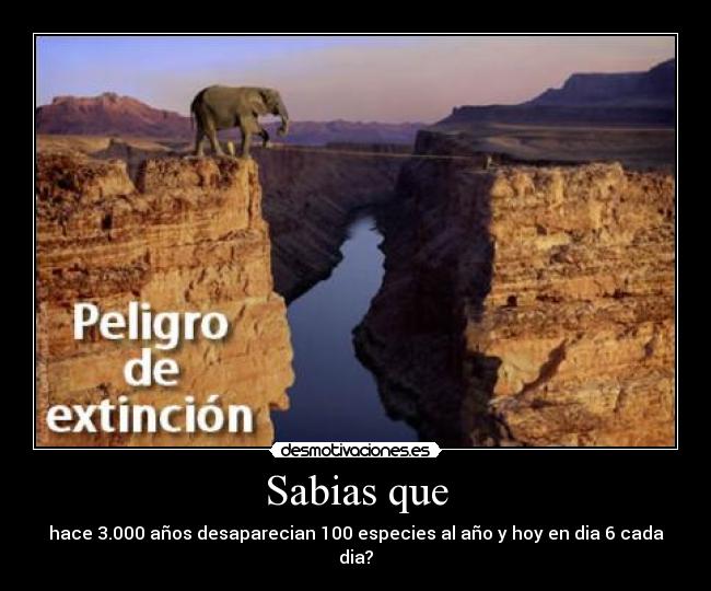 Sabias que - hace 3.000 años desaparecian 100 especies al año y hoy en dia 6 cada dia?