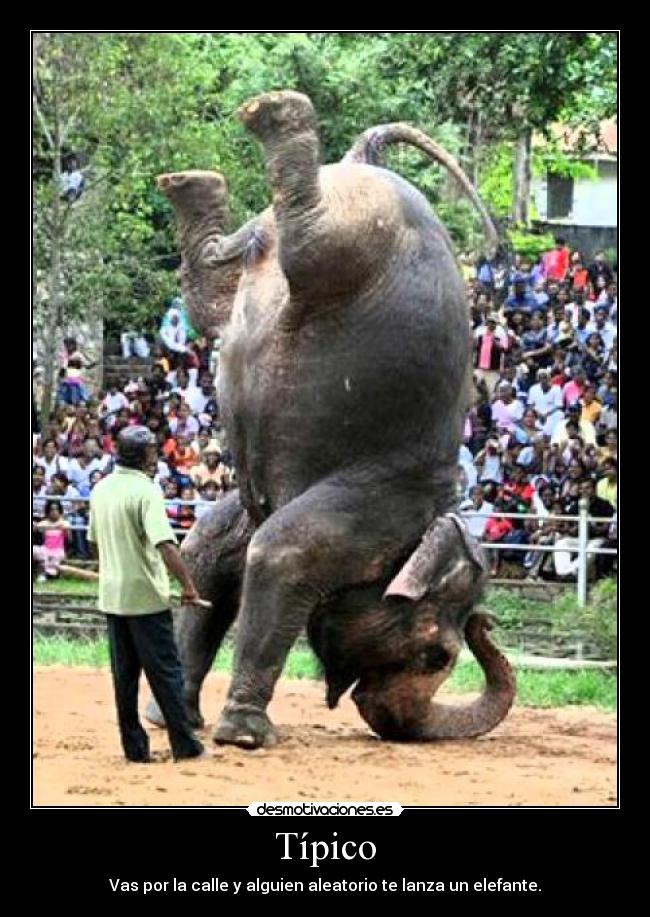 Típico - Vas por la calle y alguien aleatorio te lanza un elefante.