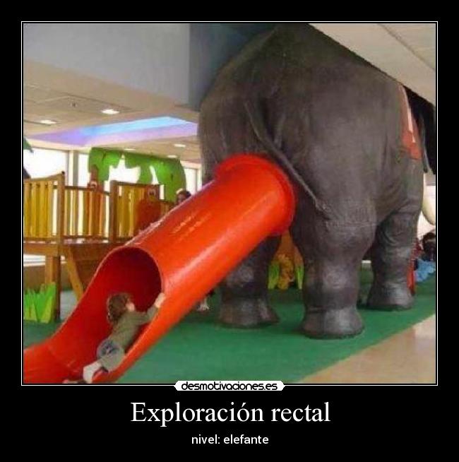 Exploración rectal - nivel: elefante