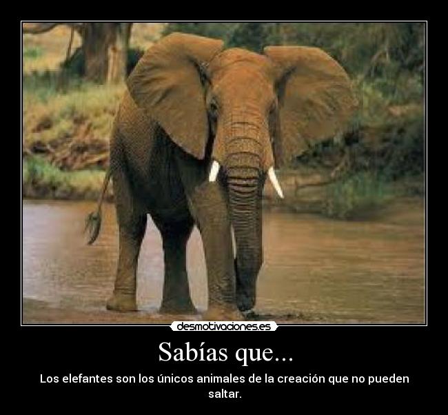 Sabías que... - Los elefantes son los únicos animales de la creación que no pueden saltar.