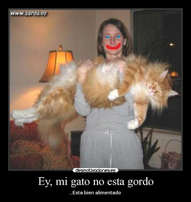 Ey, mi gato no esta gordo - 
