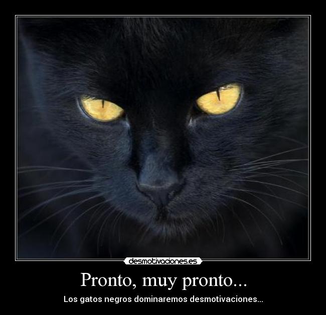 Pronto, muy pronto... - Los gatos negros dominaremos desmotivaciones...