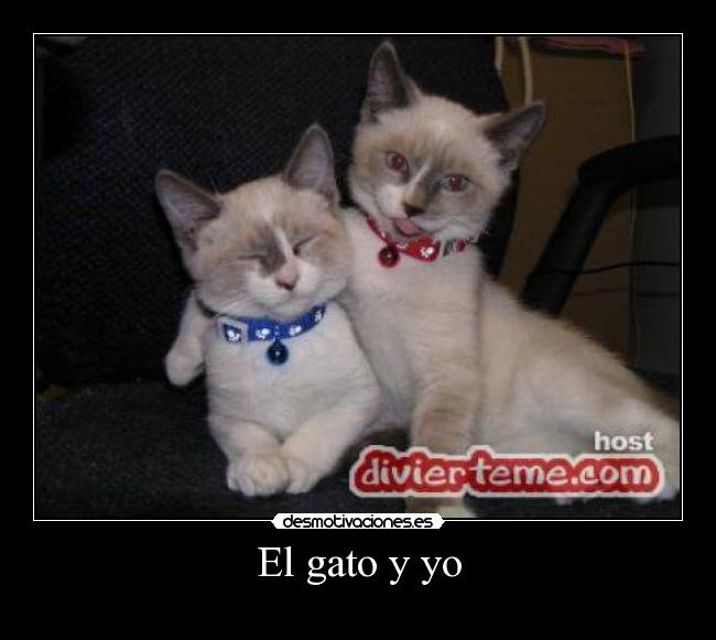 El gato y yo - 