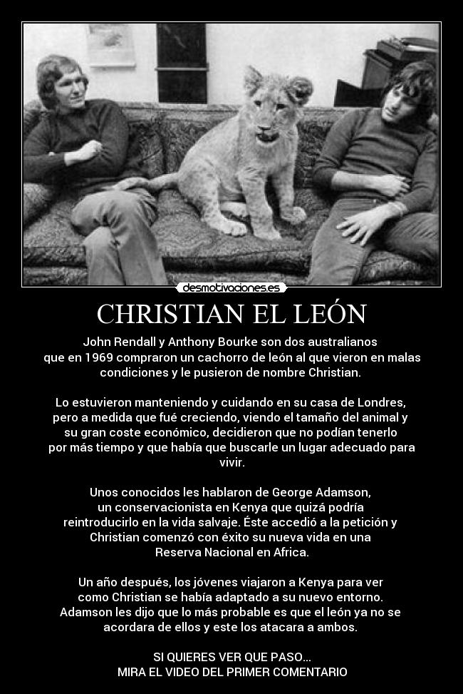 CHRISTIAN EL LEÓN - John Rendall y Anthony Bourke son dos australianos 
que en 1969 compraron un cachorro de león al que vieron en malas
condiciones y le pusieron de nombre Christian. 
 
Lo estuvieron manteniendo y cuidando en su casa de Londres, 
pero a medida que fué creciendo, viendo el tamaño del animal y 
su gran coste económico, decidieron que no podían tenerlo 
por más tiempo y que había que buscarle un lugar adecuado para
vivir.
 
Unos conocidos les hablaron de George Adamson, 
un conservacionista en Kenya que quizá podría 
reintroducirlo en la vida salvaje. Éste accedió a la petición y 
Christian comenzó con éxito su nueva vida en una 
Reserva Nacional en Africa.
 
Un año después, los jóvenes viajaron a Kenya para ver 
como Christian se había adaptado a su nuevo entorno. 
Adamson les dijo que lo más probable es que el león ya no se 
acordara de ellos y este los atacara a ambos. 

SI QUIERES VER QUE PASO...
MIRA EL VIDEO DEL PRIMER COMENTARIO