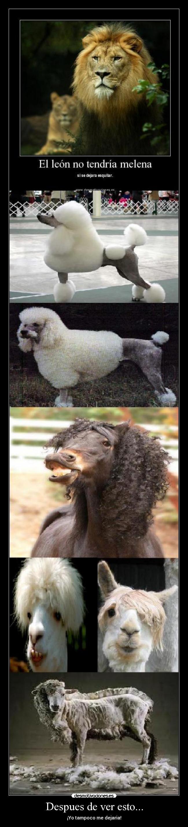 Despues de ver esto... - ¡Yo tampoco me dejaria!